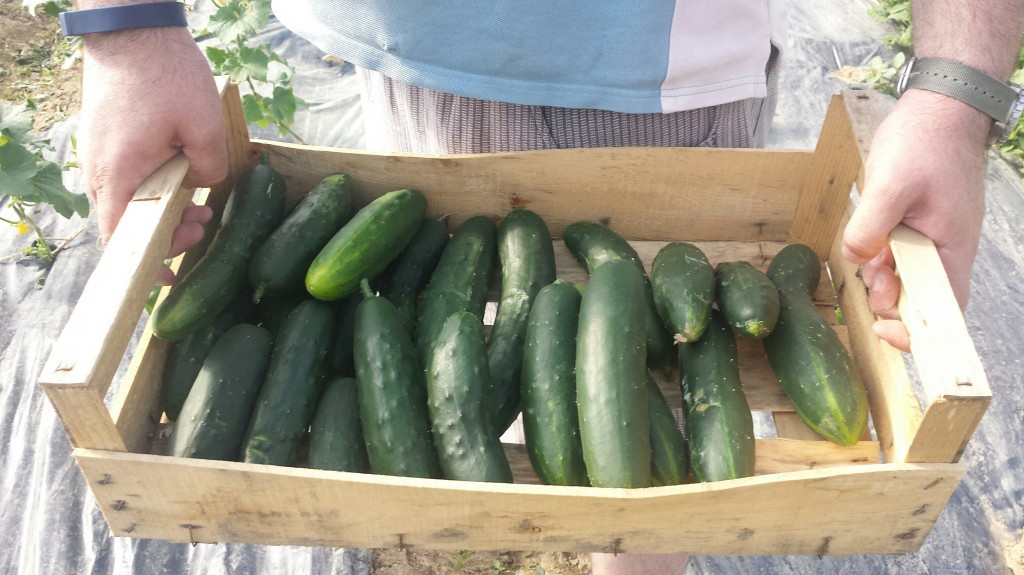 récolte-au-jardin-chez-nicolas