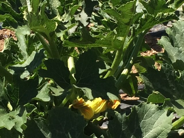 courgettes-grand-jardin-amap49