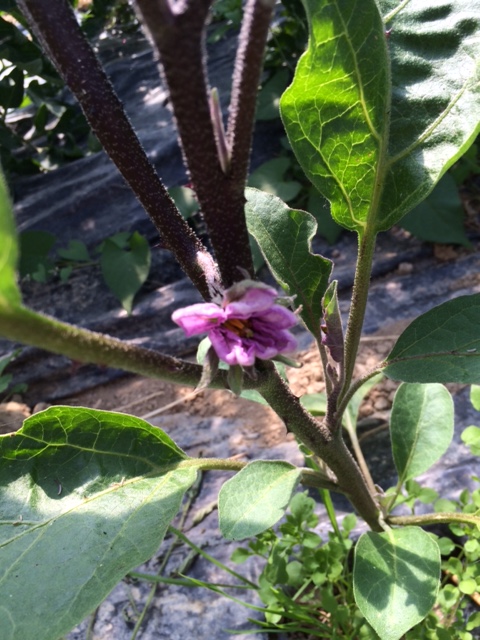 fleur-aubergine-amap49