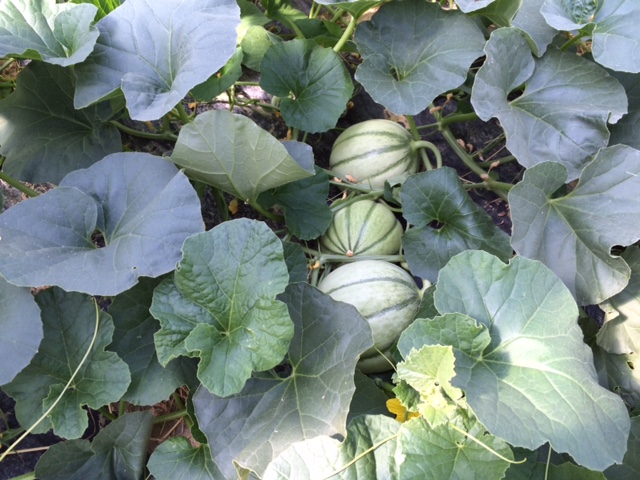melons-grd-jardin49
