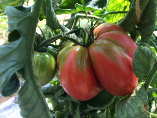 tomates-amap49-grand-jardin