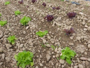 salades binéers