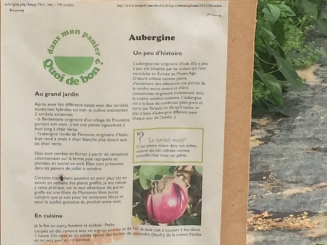 plan-aubergines-grd-jardin
